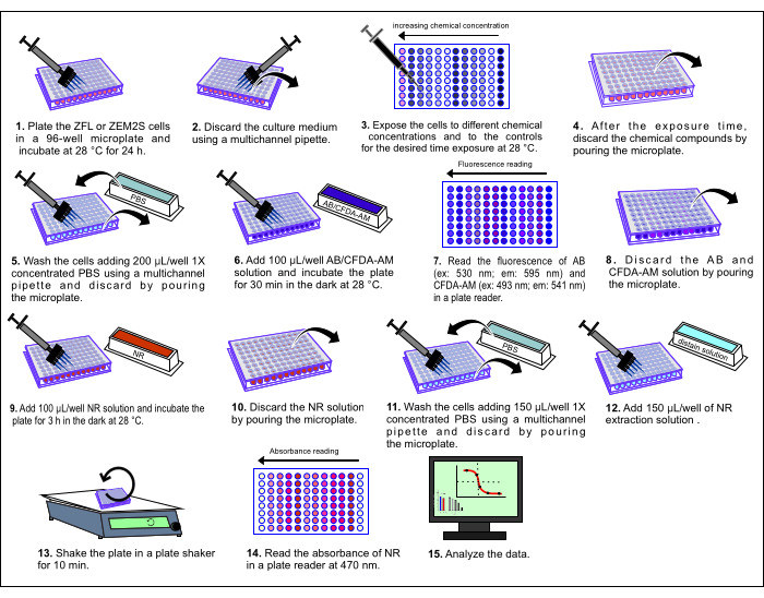 Cytotoxicity Assays with Zebrafish Cell Lines (Scientific Article Protocol) JoVE Translated