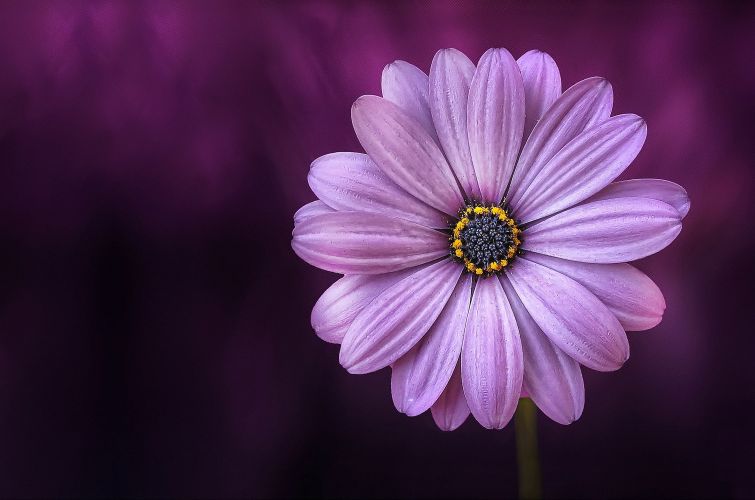 Best Lens For Flower Photography Best Flower Site