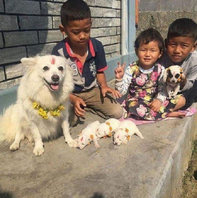 Day of the Dog A day before Diwali, Nepal celebrates 'dog puja