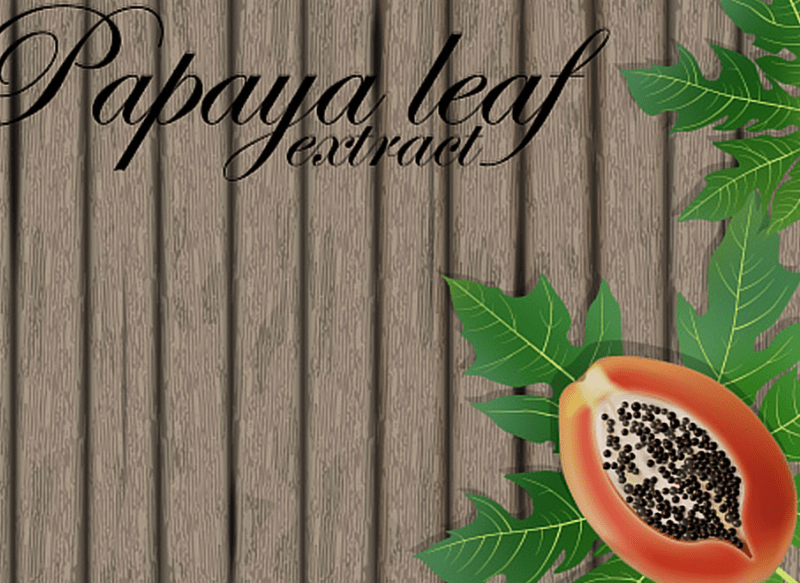 Papaya leaves The most effective natural remedy for dengue fever