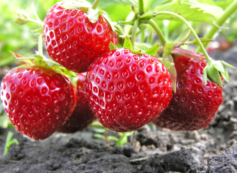 Flat belly diet 5 powerful fat burning fruits to eat to promote weight