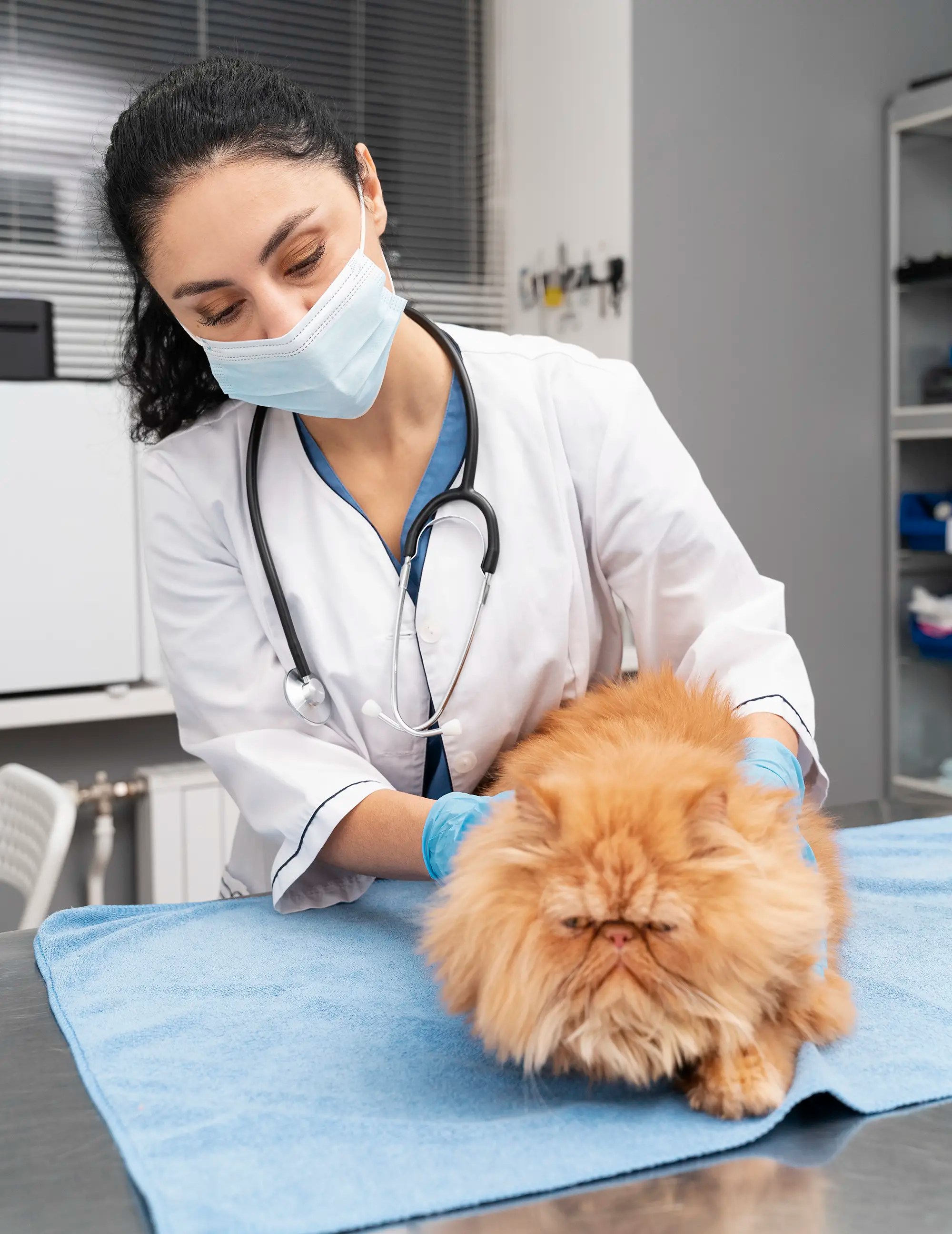 What GCSEs do you need to be a vet? MustHaves & Tips