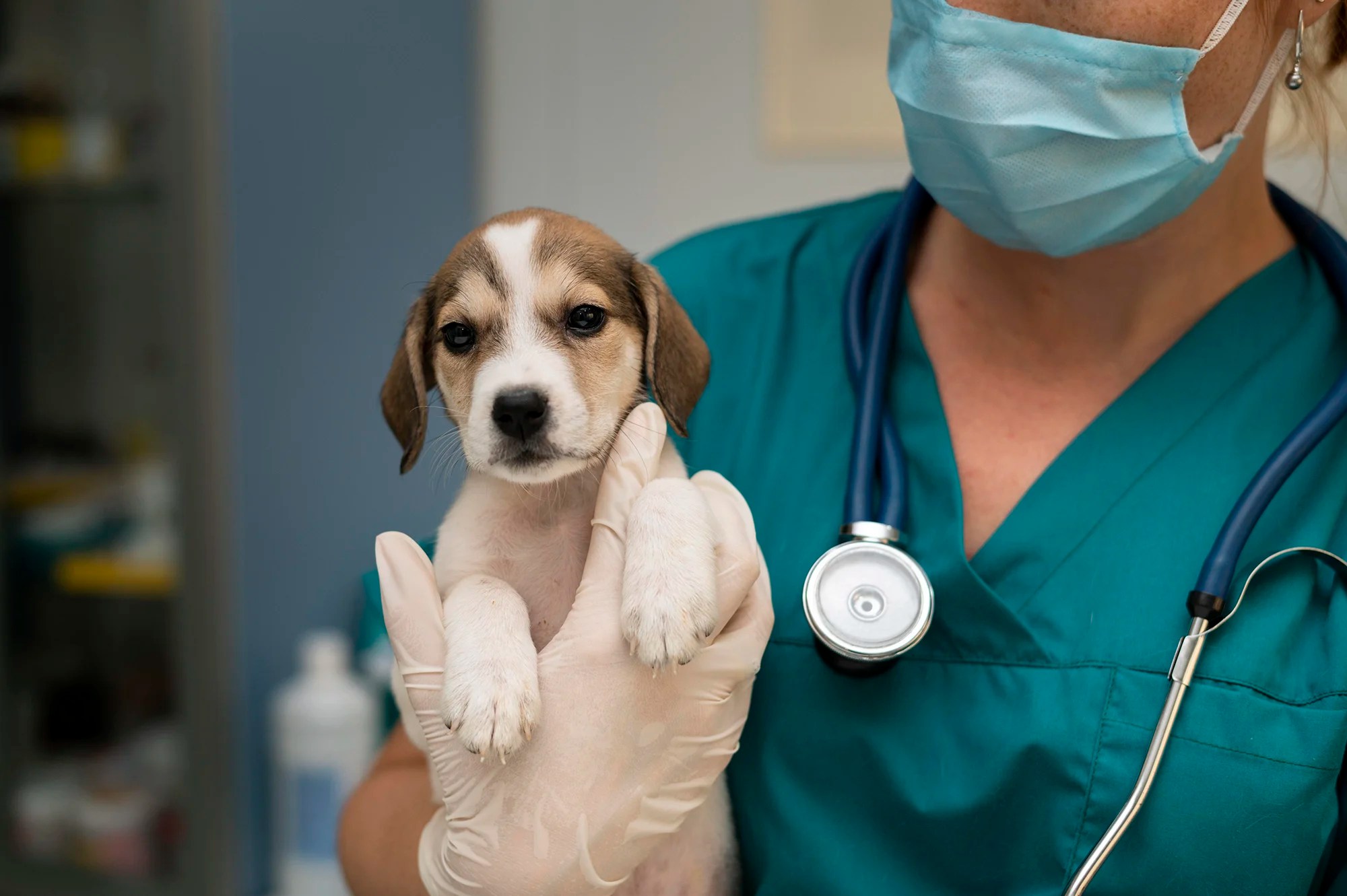 What GCSEs do you need to be a vet? MustHaves & Tips