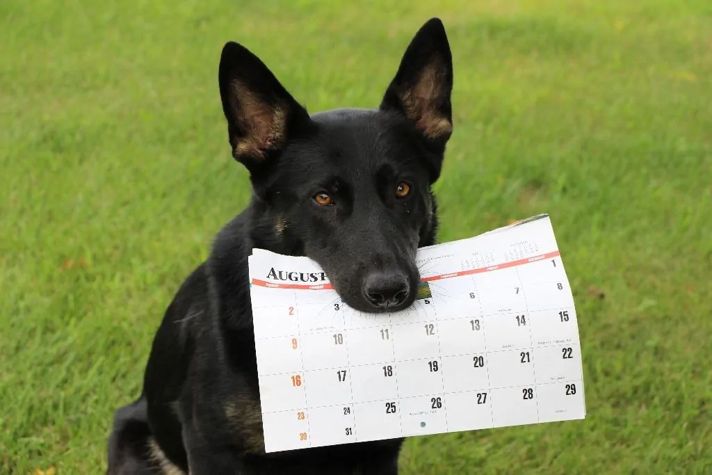 Schedule of Dog Training Classes, Activities, Events in Twin Cities