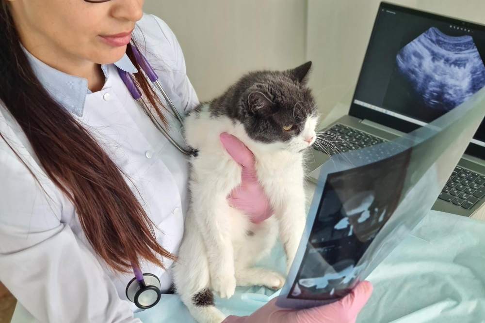 Franklin, TN Veterinary Services Clovercroft Vet Hospital