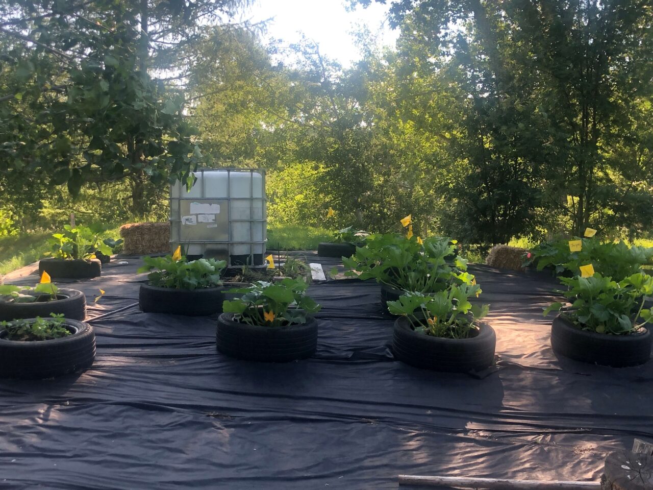 Garden is growing strong! Cloverdale Community League