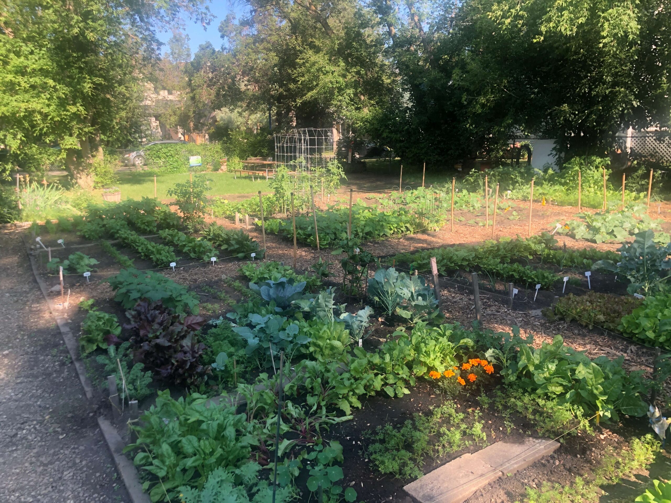 Garden is growing strong! Cloverdale Community League