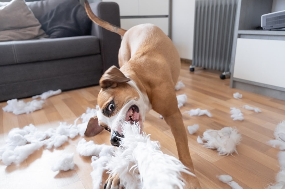 Does Renters Insurance Cover Pet Damage?