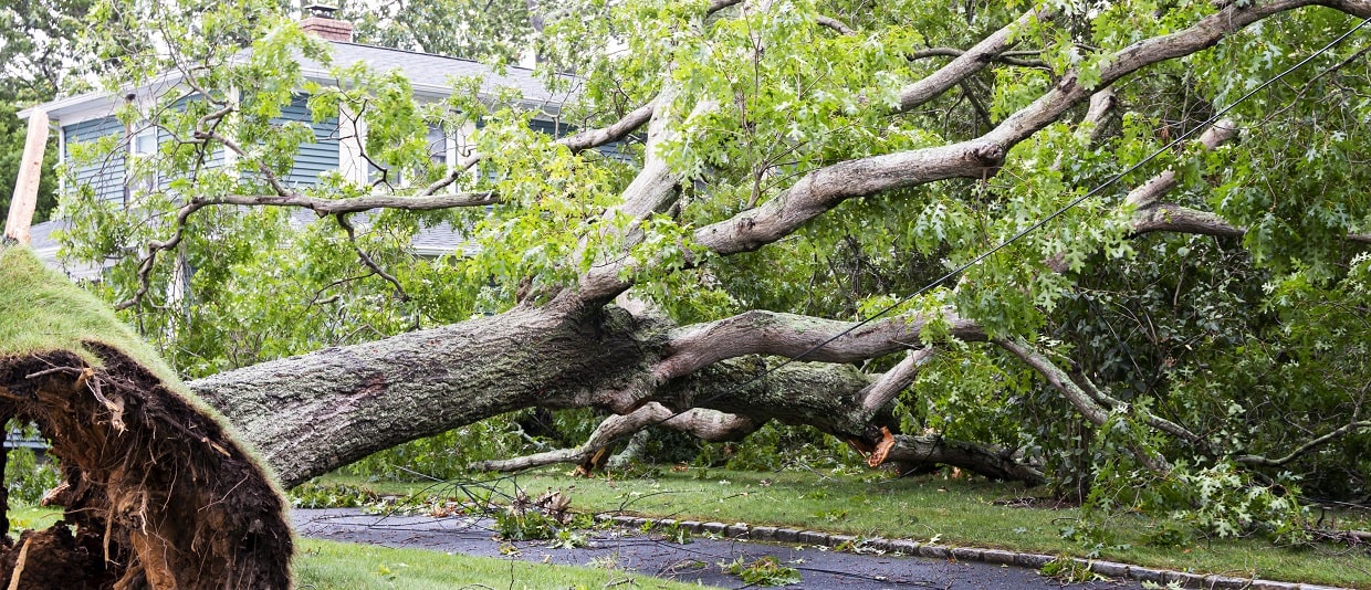 Who Is Liable When a Tree Falls on a Neighbor’s Property?