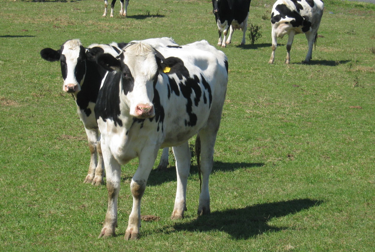 Cloverland Farms Dairy Our Cows