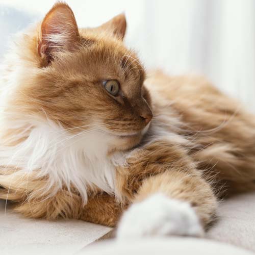 Cat Preventative Care In Medina County, OH Cloverleaf Animal Hospital