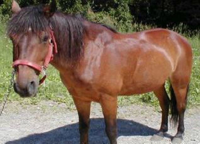 Pony Rides for Birthday Party NY, NYC, NJ, CT, Long Island