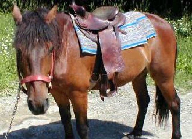 Pony Rides for Birthday Party NY, NYC, NJ, CT, Long Island