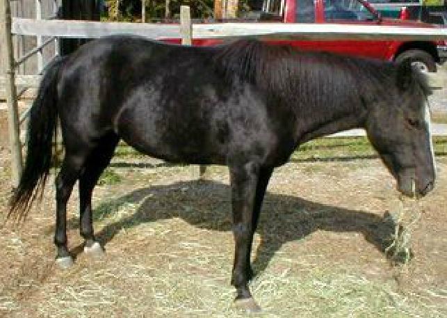 Pony Rides for Birthday Party NY, NYC, NJ, CT, Long Island