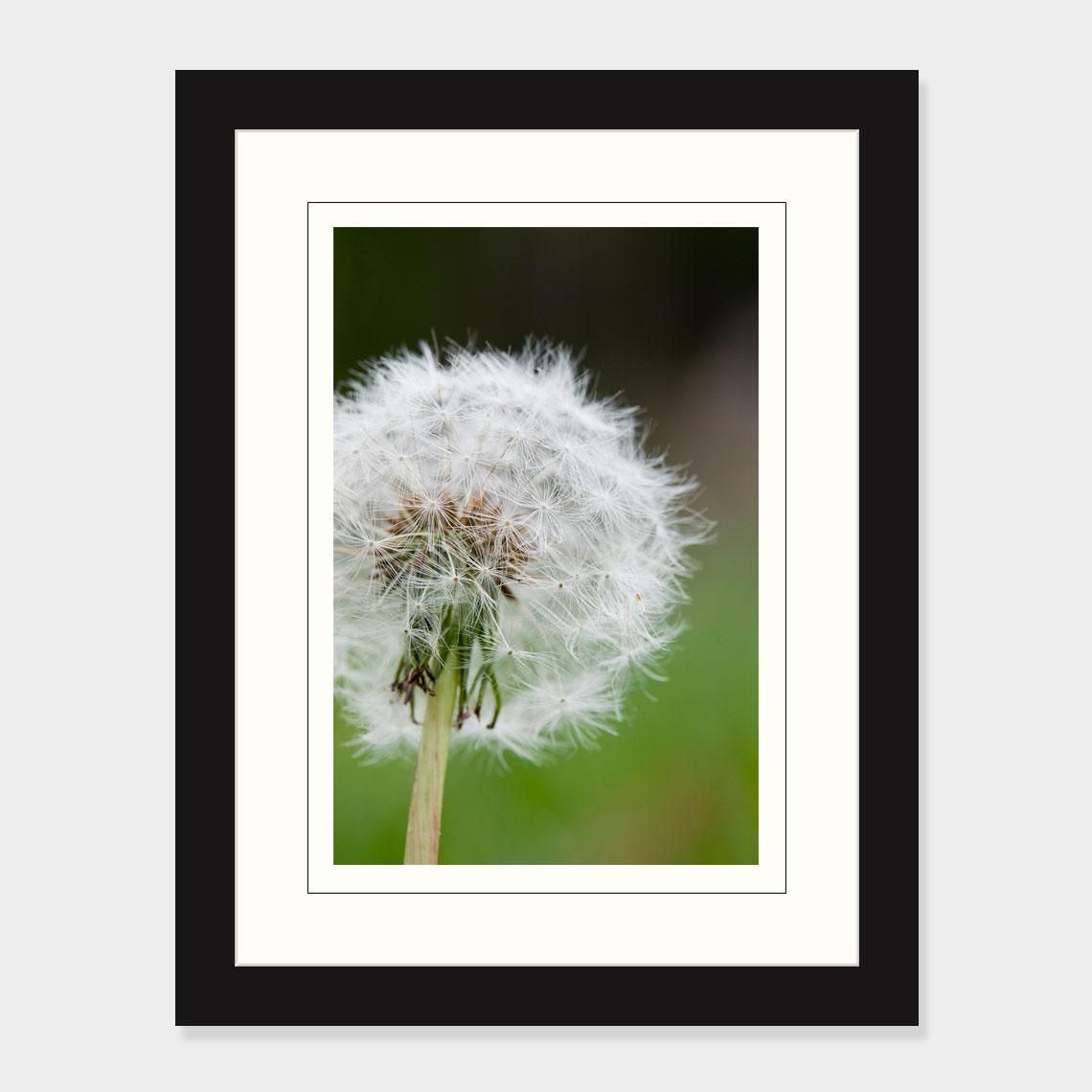 Dandelion I Print CLP Design Studio