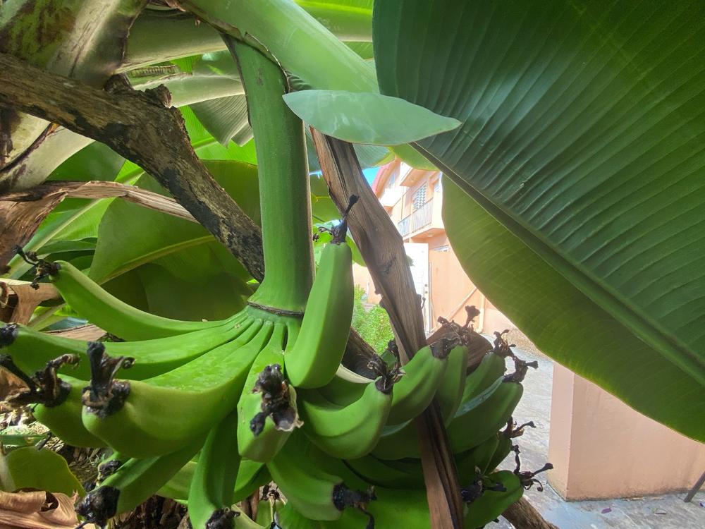 Photos Virgin Islands Housing Authority Senior Cultivates Thriving