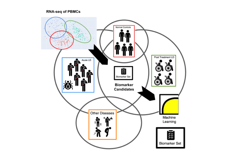 Genes for Potential LongTerm Lyme Disease Diagnosis Identified