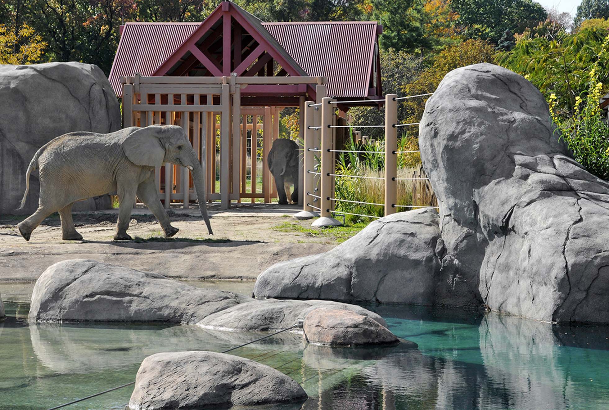 African Elephant Crossing CLR Design