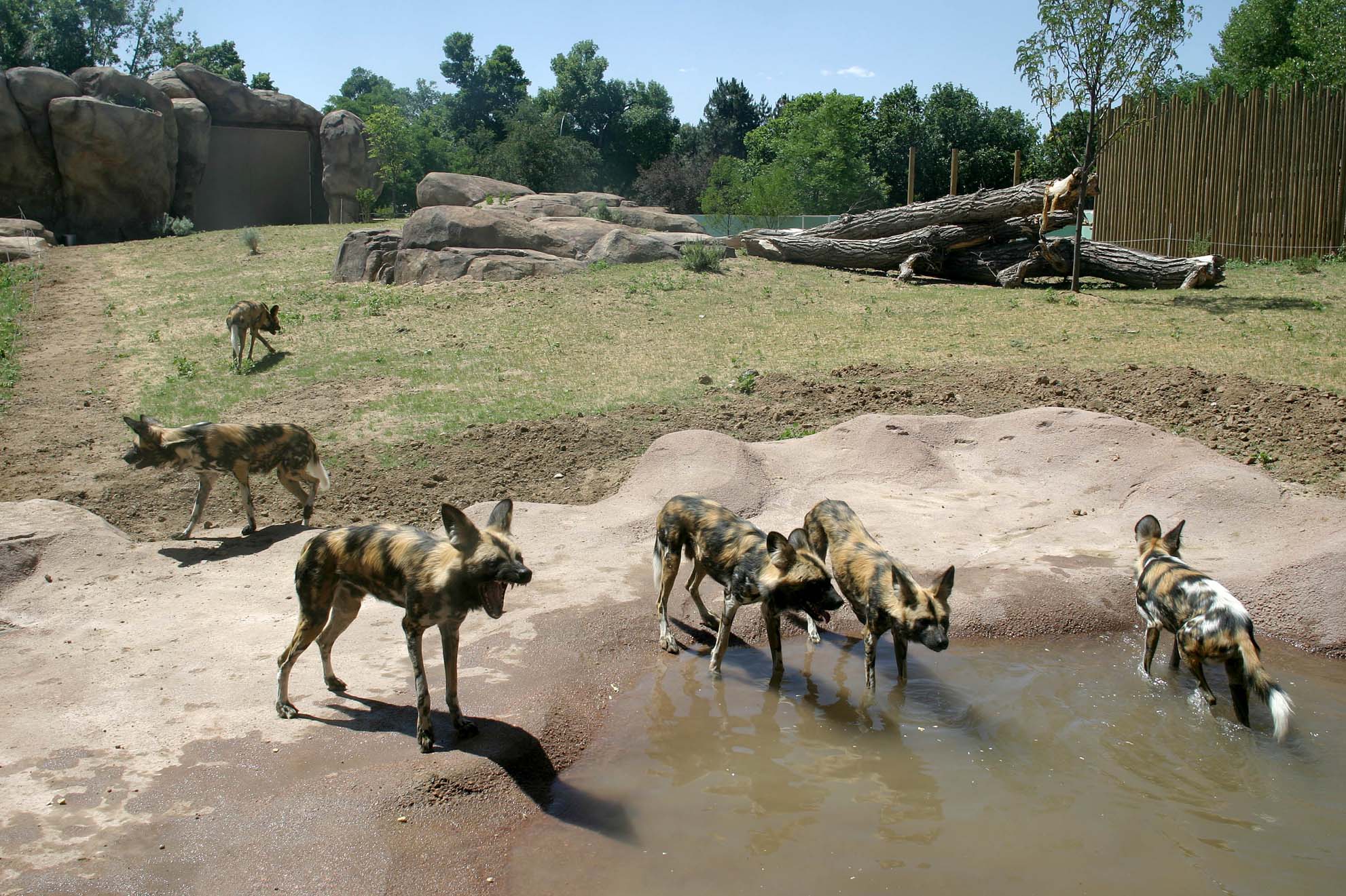 Are Dogs Allowed At The Denver Zoo