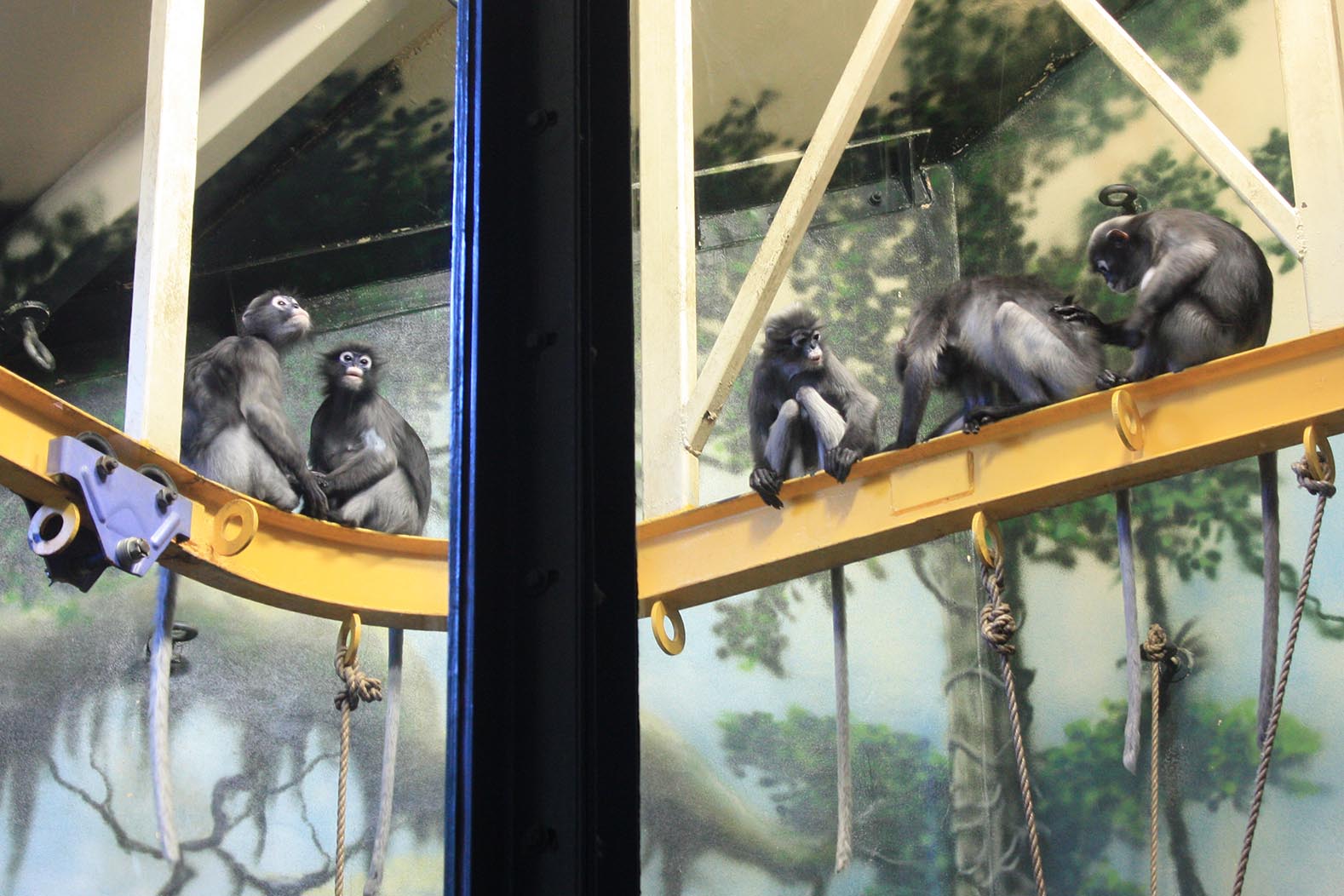 PECO Primate Reserve CLR Design