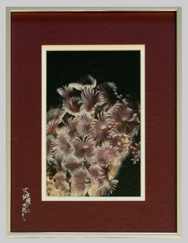 UW Images, Custom Picture Framing, Image Restoration, Medical