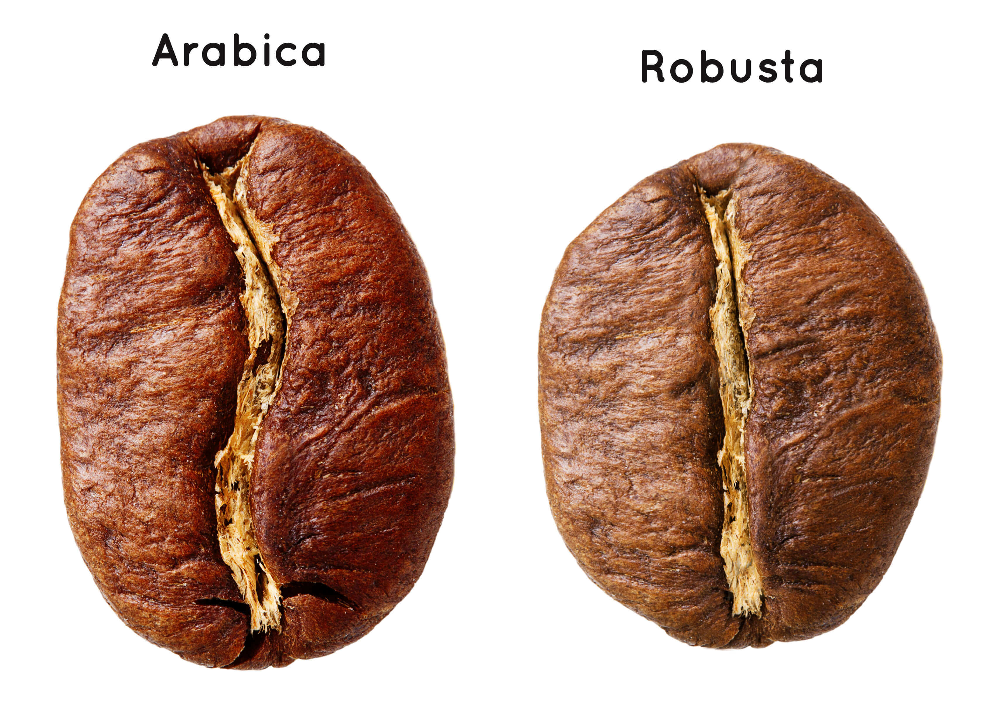 Robusta Coffee Bean_Coffee And Espresso Difference Atlas Coffee Club