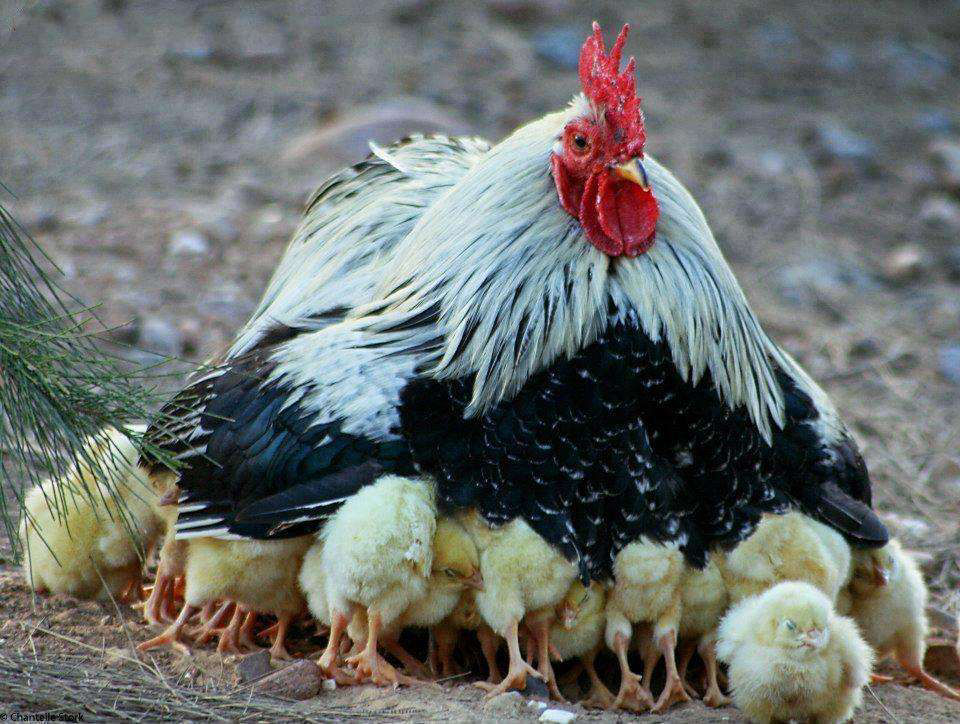 Do roosters brood chicks or share chick care? Cluckin