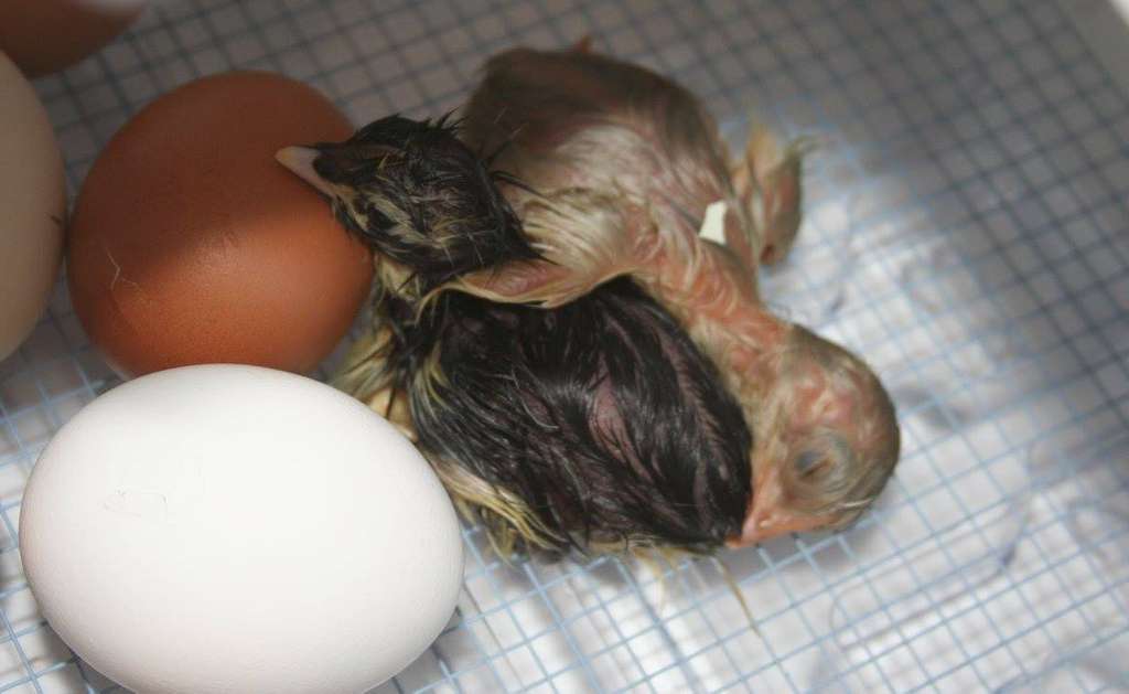 What do baby chicks look like during and after hatching. Cluckin