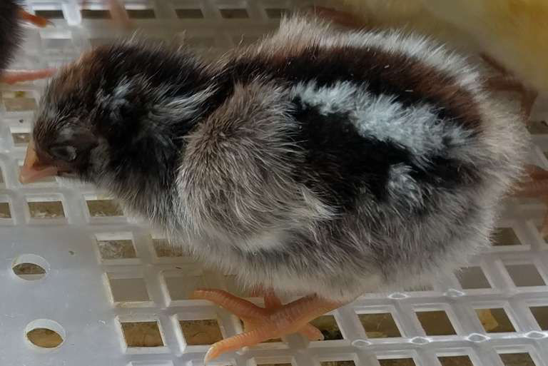 What do baby chicks look like during and after hatching. Cluckin