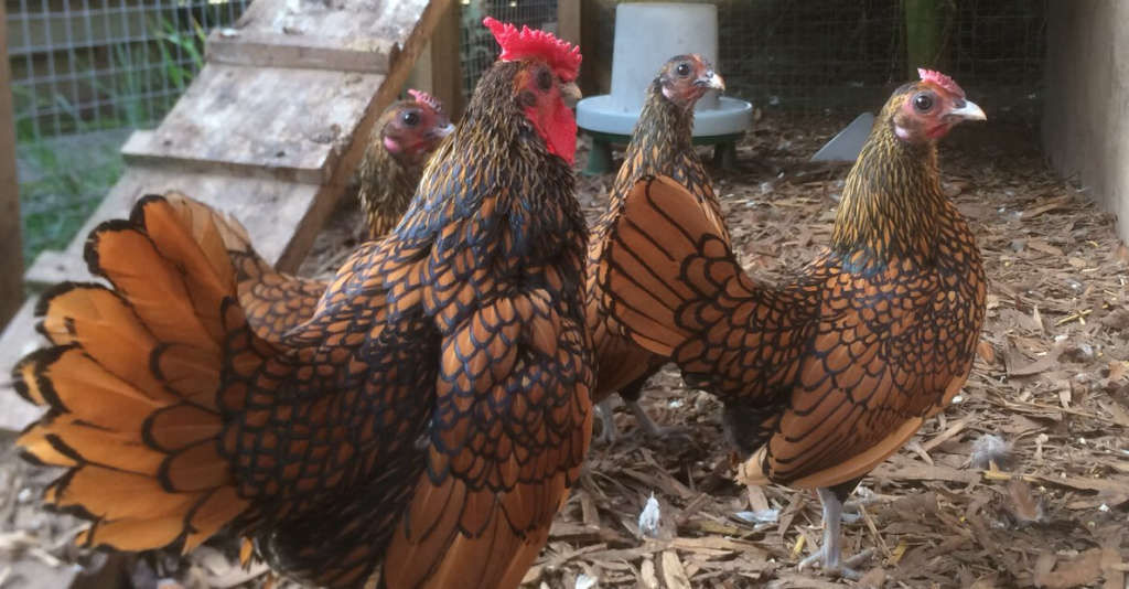 Fowl pox in chickens and how to treat it. Cluckin