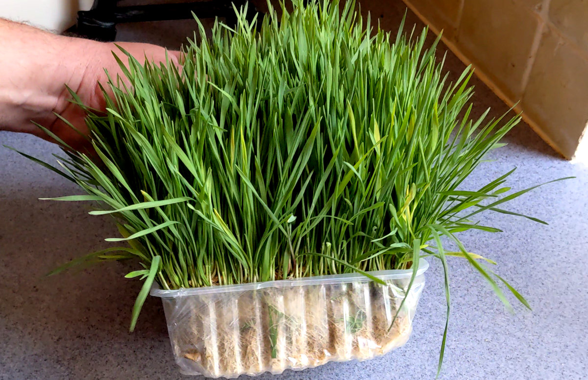 Fodder for chickens, 14 seeds tested and how to grow it with almost no