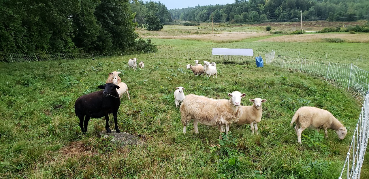 Clyde Farm Organic Meat and Flowers on New Hampshire's Seacoast