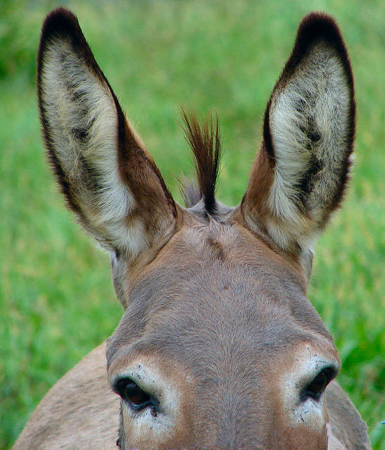 Thoroughbreds and Jackasses ClydeStyle
