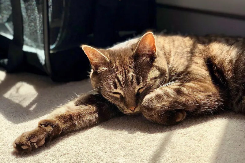 Pet Boarding in Birmingham Caldwell Mill Animal Clinic