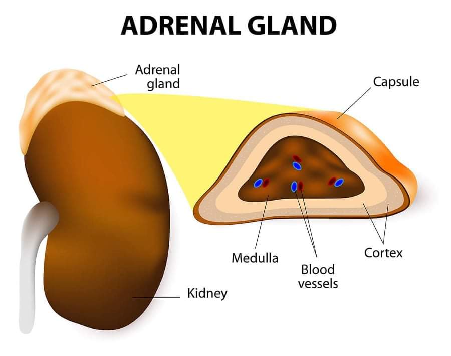 Adrenal Cortex and Conn’s Syndrome Platform CME