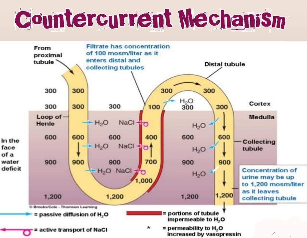 Renal Biochemistry Platform CME