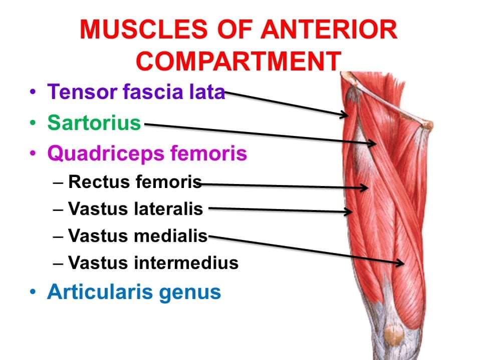 Discussion on Anterior compartment of the thigh Platform CME