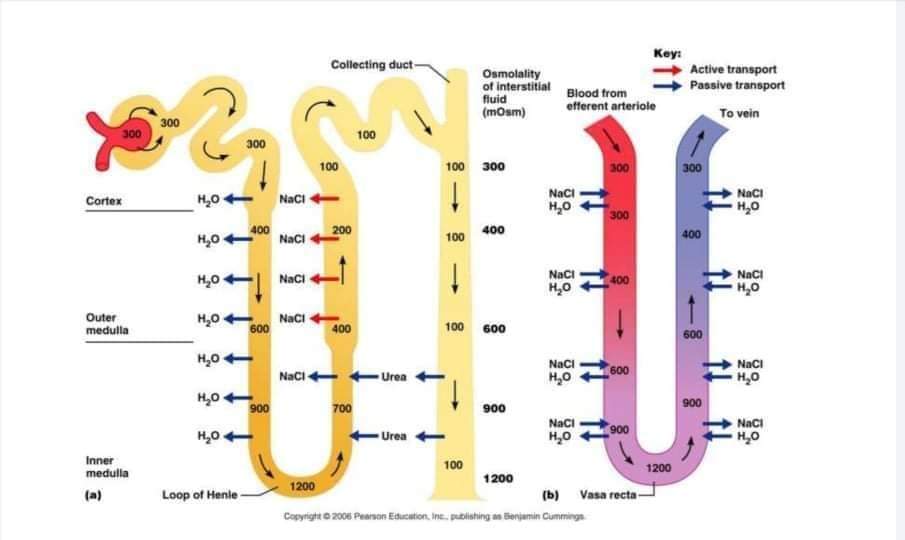 Let’s know about Renal Tubular Reabsorption Platform CME