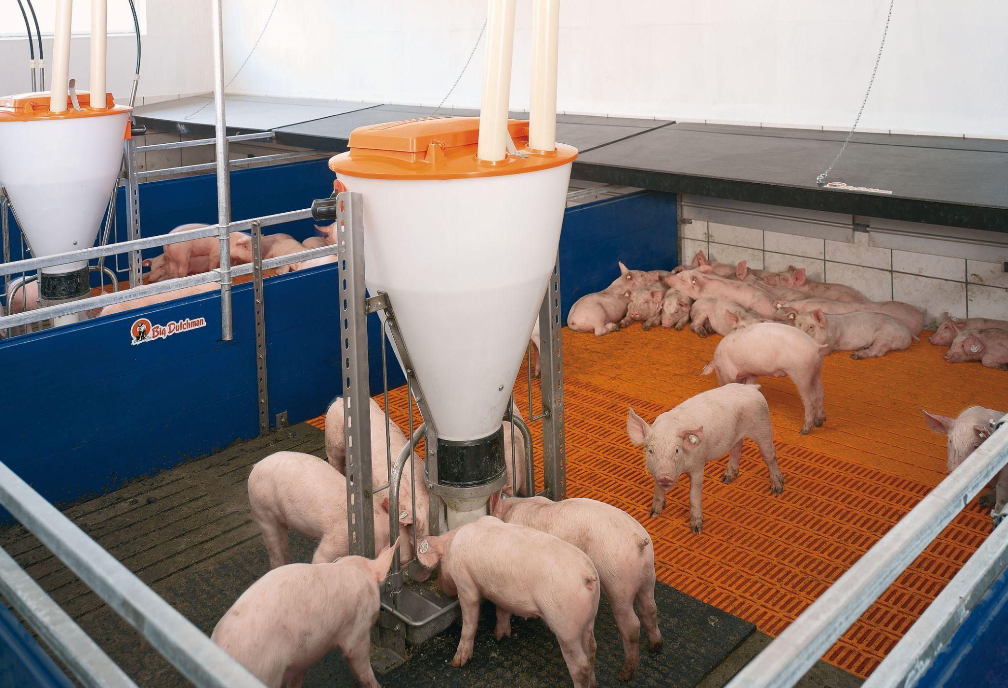 How To Increase Productivity On Your Pig Farm CM Farm Tech