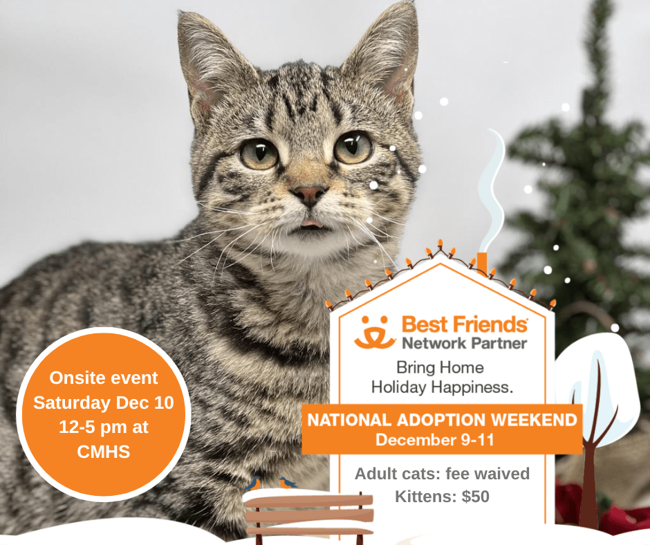 Best Friends Cat Adoption Special Central Missouri Humane Society