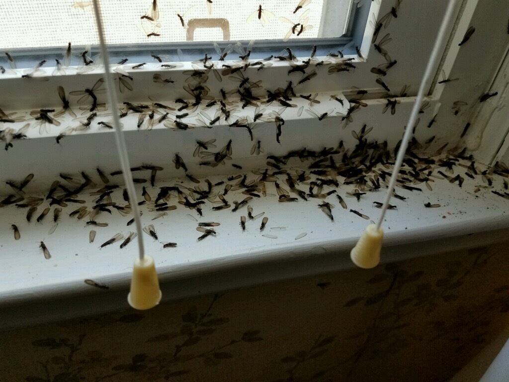 How To Bug Proof Your Home Clint Miller Exterminating