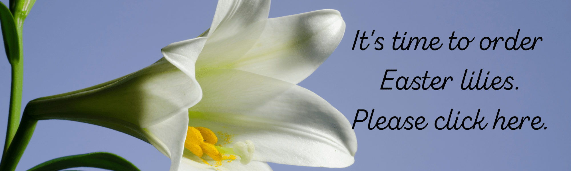 Easterlilies Christ Memorial Presbyterian Church