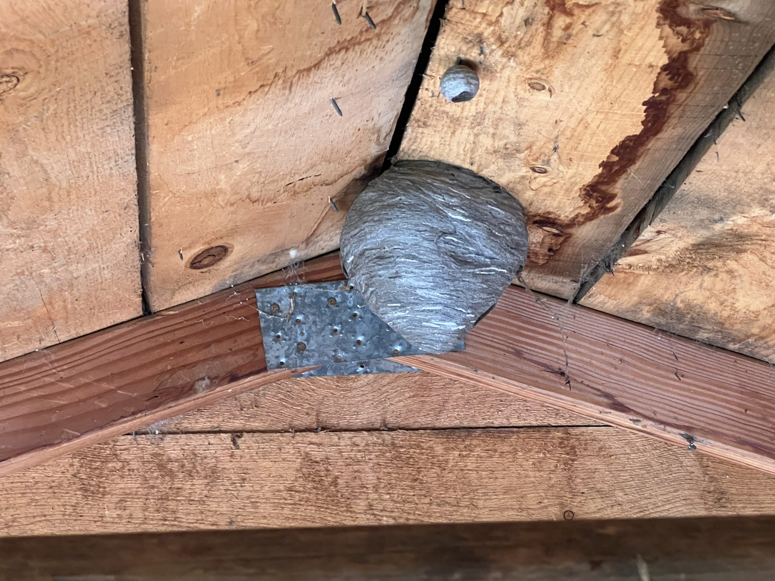 Pest Control Photo Gallery Pest Control Colorado Springs, Exterminator, Animal Control