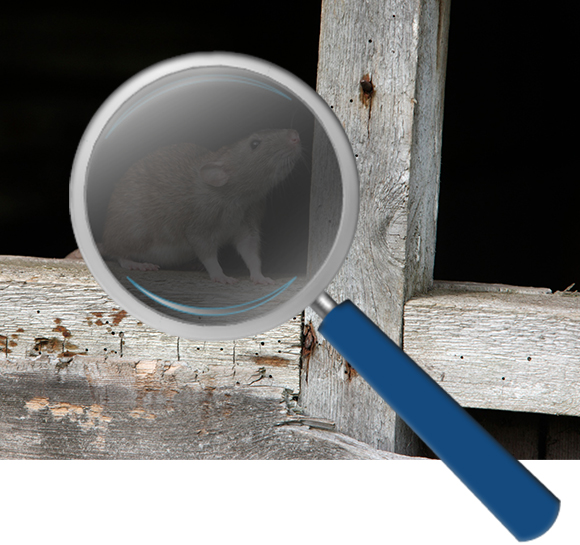 Professional Pest Inspection in Colorado Springs