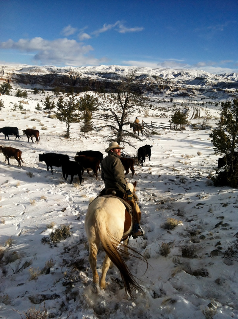 Winter Cattle Drive CM Ranch Dubois, Wyoming