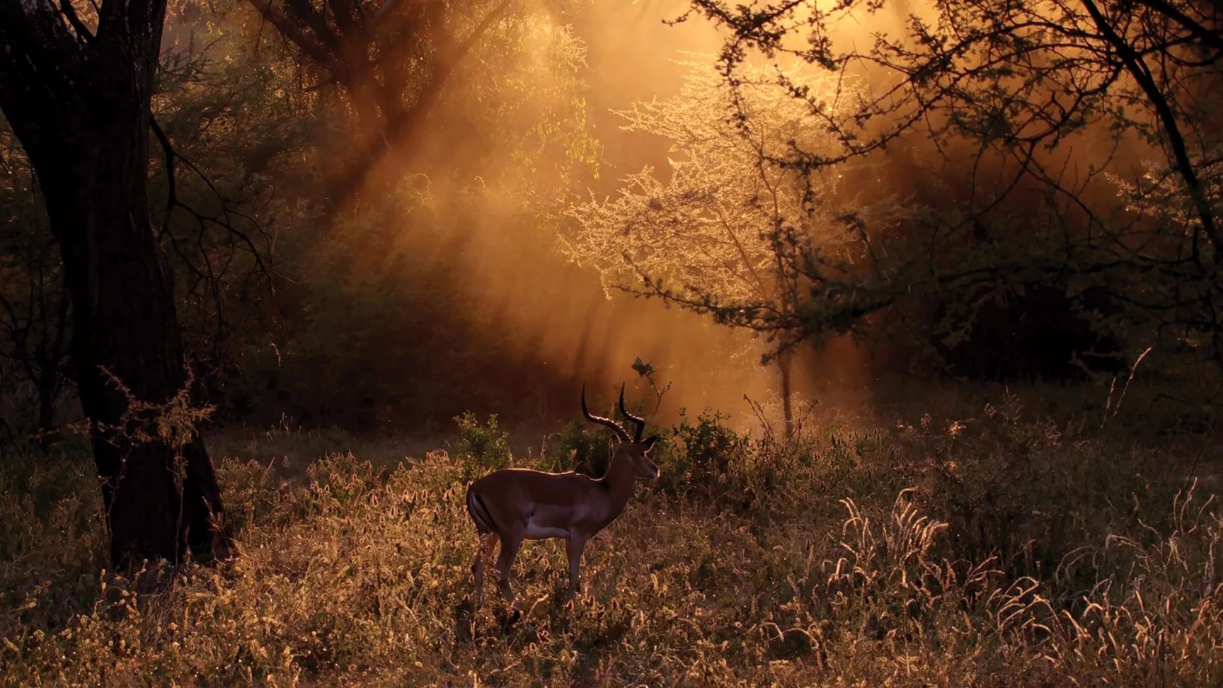 Documenting Nature Cinematography in the Wild The American Society