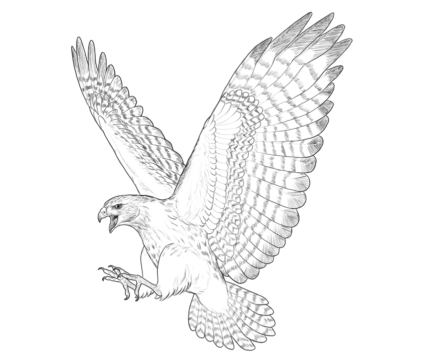 Collection 32+ Images how to draw a hawk flying easy Sharp
