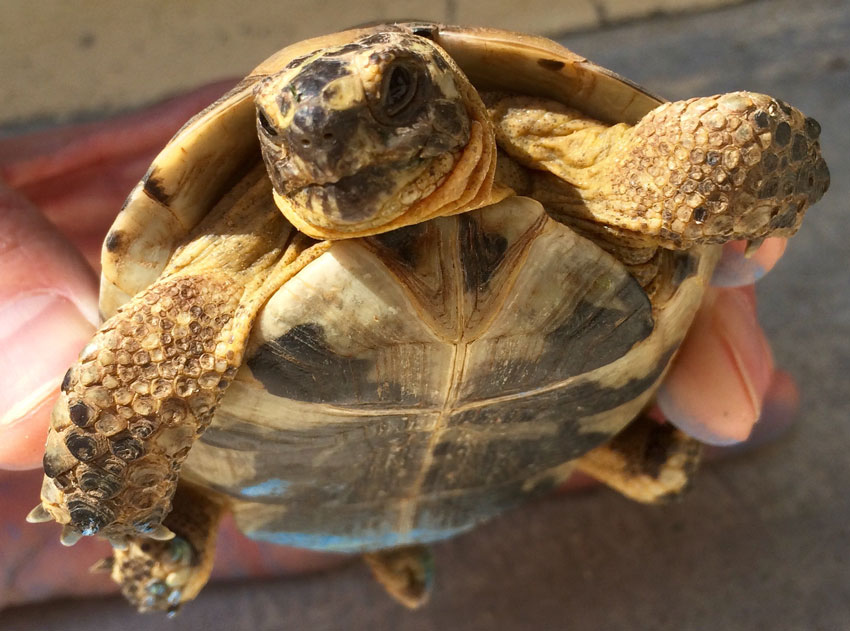 How to Create a Tortoise Shell Using the Appearance Panel in Adobe