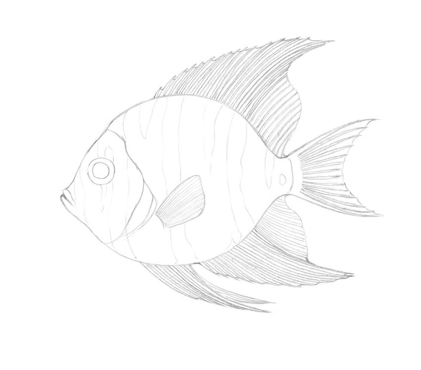 How to Draw a Tropical Fish