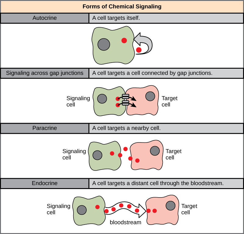 Endocrine System bartleby